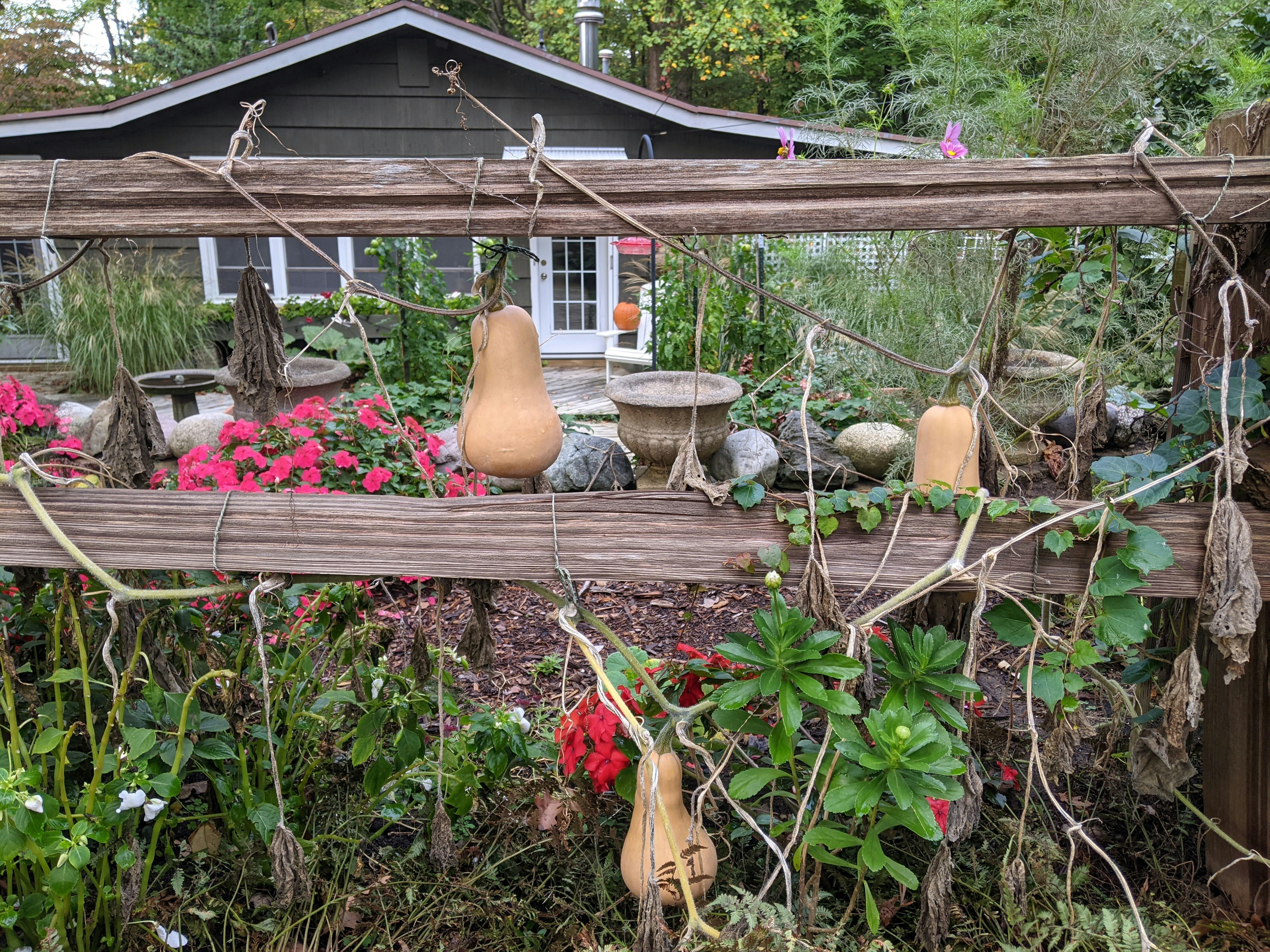 Courges butternut mûres dans un potager ensoleillé