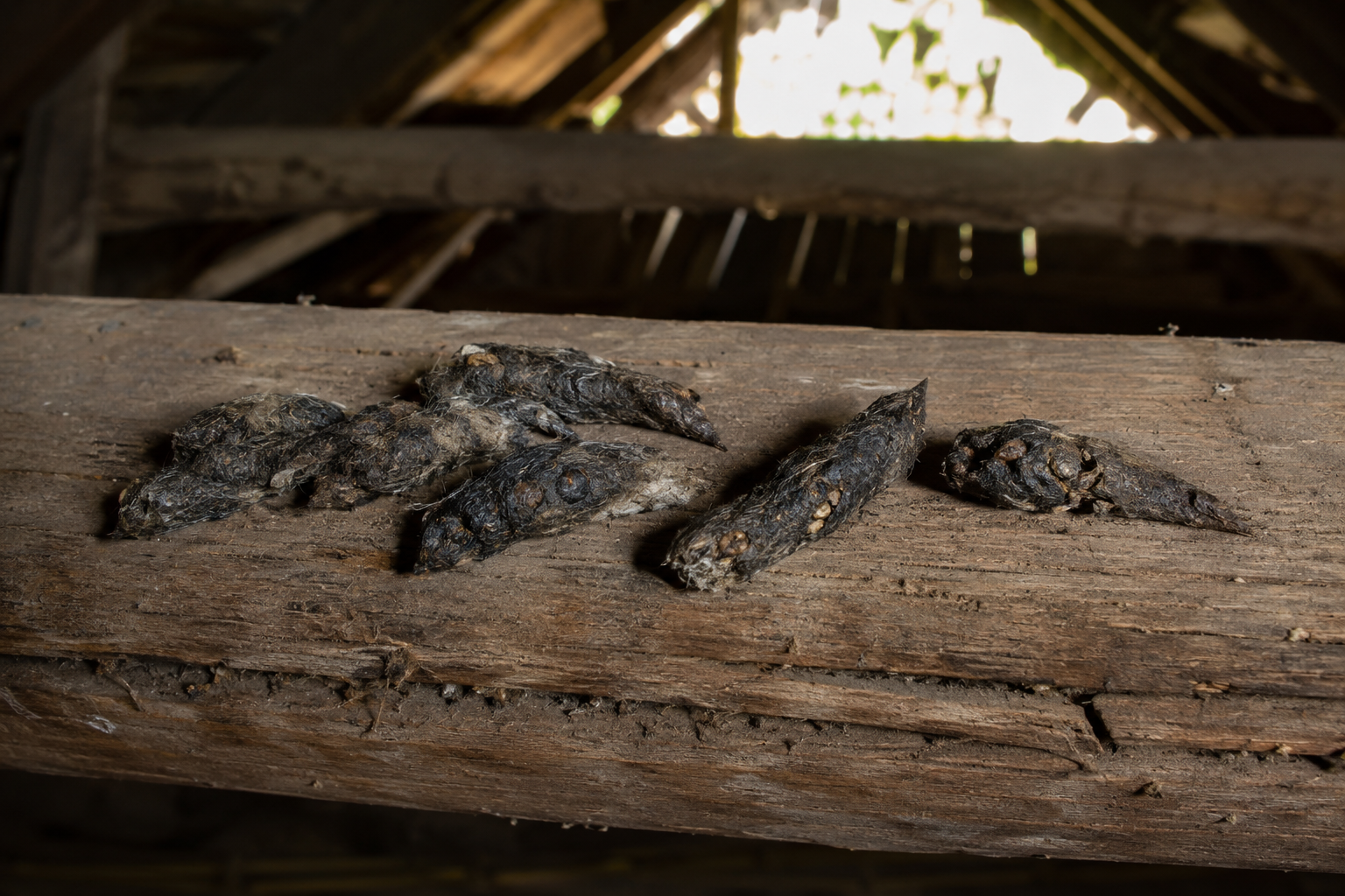 Crottes de fouine torsadées accumulées en latrine sur une poutre de charpente en bois