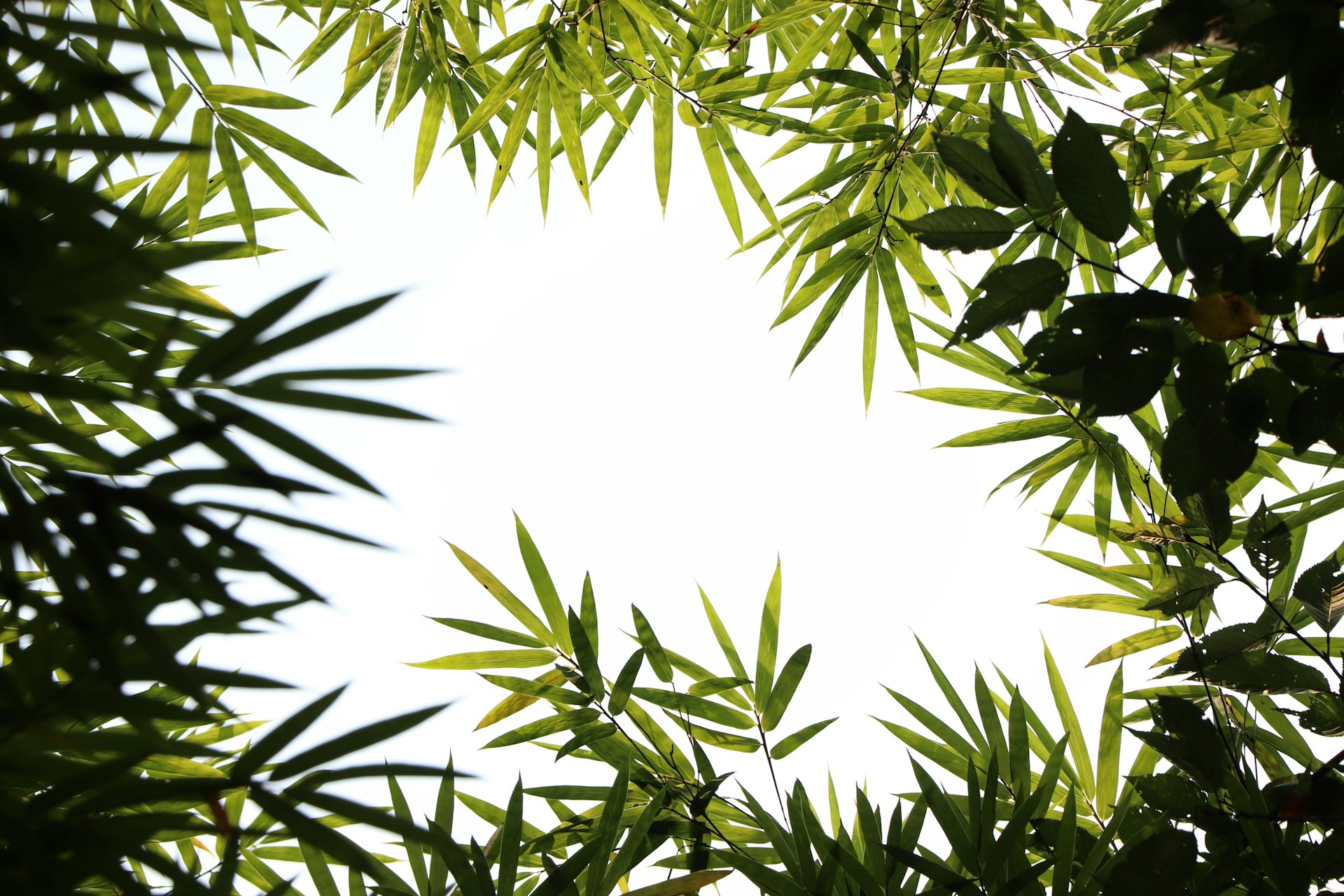 Touffe de bambou vert dans un jardin paysager